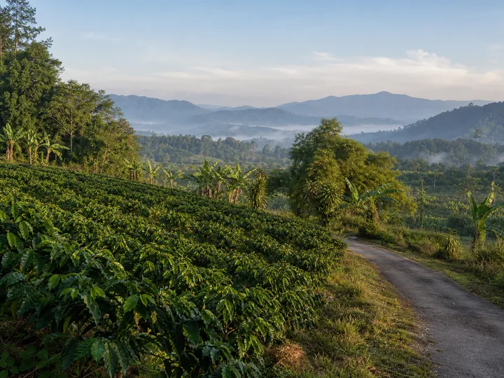 Coffee plants, tropical farms and interior hills representing Tenom Sabah